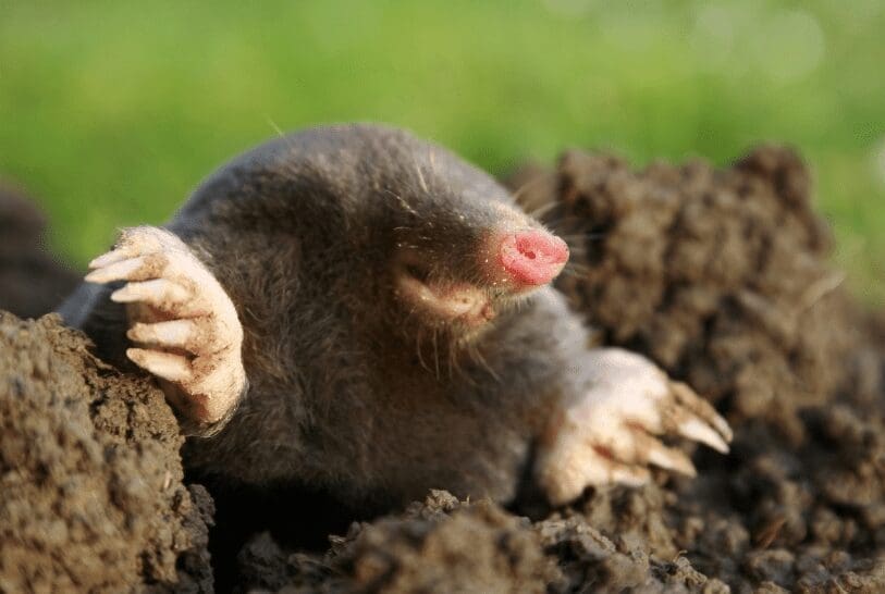 Getting Rid of Moles from Your Lawn Gardenfrontier Getting Rid of Moles from Your Lawn