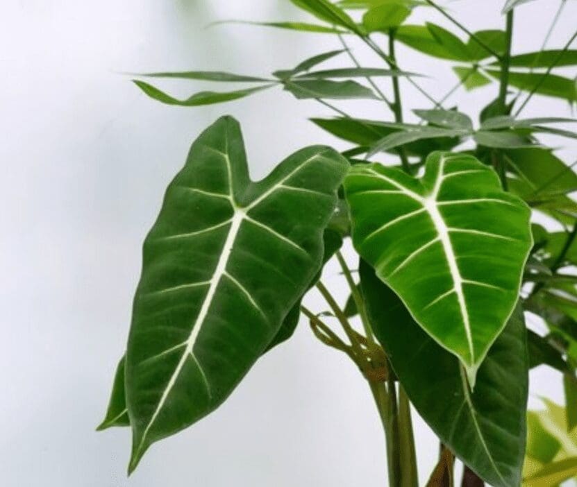 Alocasia Frydek Gardenfrontier Alocasia Frydek