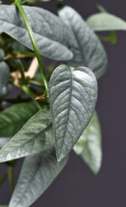 Cebu Blue Pothos close Gardenfrontier Cebu Blue Pothos close