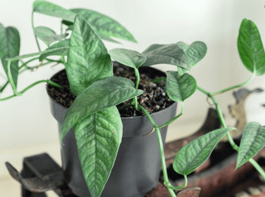 Cebu Blue Pothos Gardenfrontier Cebu Blue Pothos