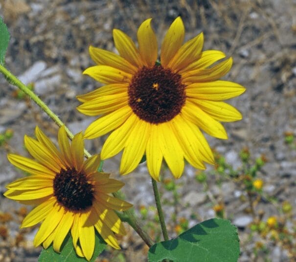 Common Sunflowers Gardenfrontier Common Sunflowers