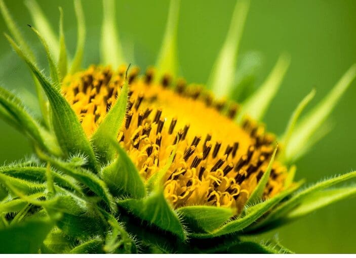 Dwarf Sunflower Gardenfrontier Dwarf Sunflower