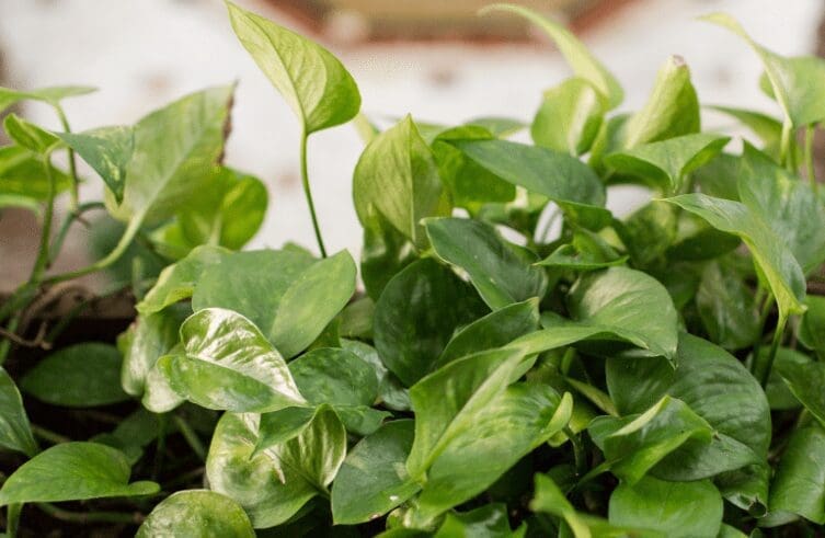 Jessenia Pothos Gardenfrontier Jessenia Pothos