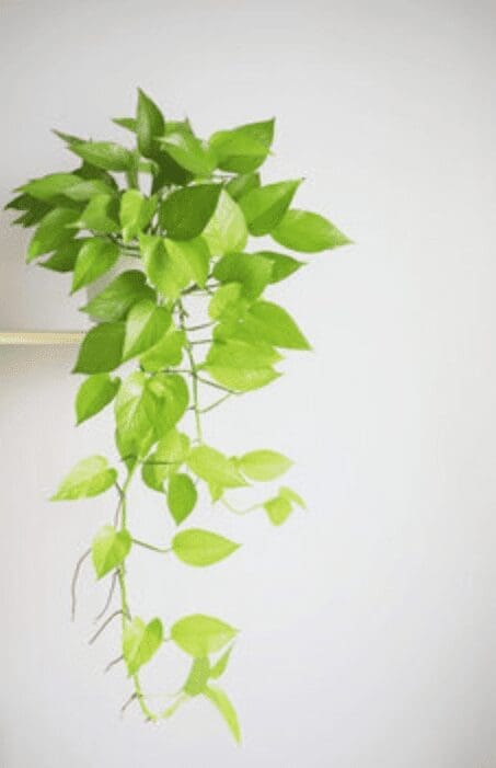 Silver Pothos Gardenfrontier Silver Pothos