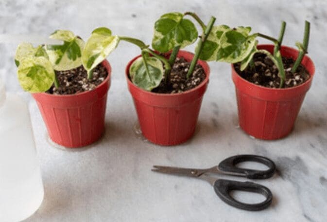 Snow Queen Pothos in Pots Gardenfrontier Snow Queen Pothos in Pots