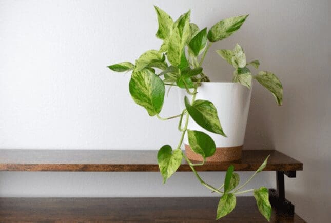 Snow Queen Pothos on bench Gardenfrontier Snow Queen Pothos on bench