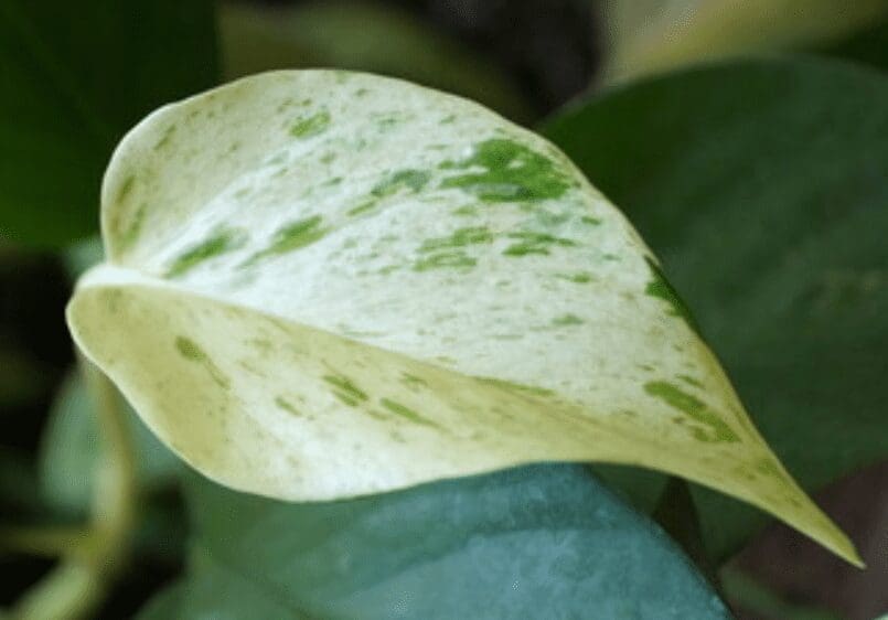 Snow Queen Pothos Gardenfrontier Snow Queen Pothos