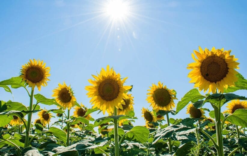 Sunflowers Gardenfrontier Sunflowers