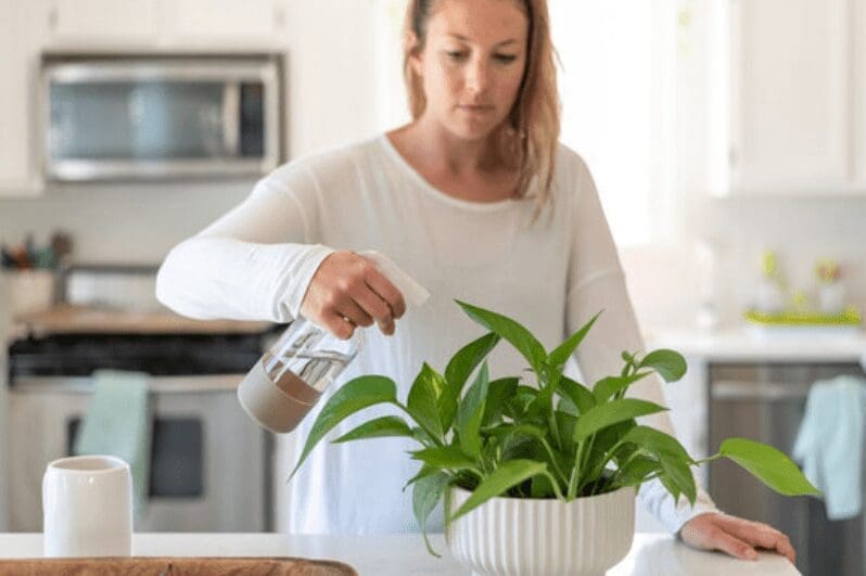 Caring for Pothos Gardenfrontier Caring for Pothos