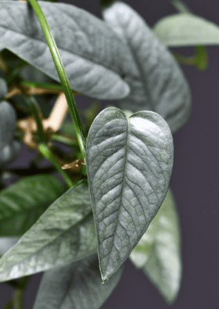 Cebu Blue Pothos Gardenfrontier Cebu Blue Pothos