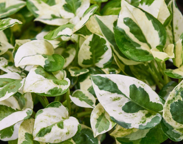 Glacier Pothos Gardenfrontier Glacier Pothos