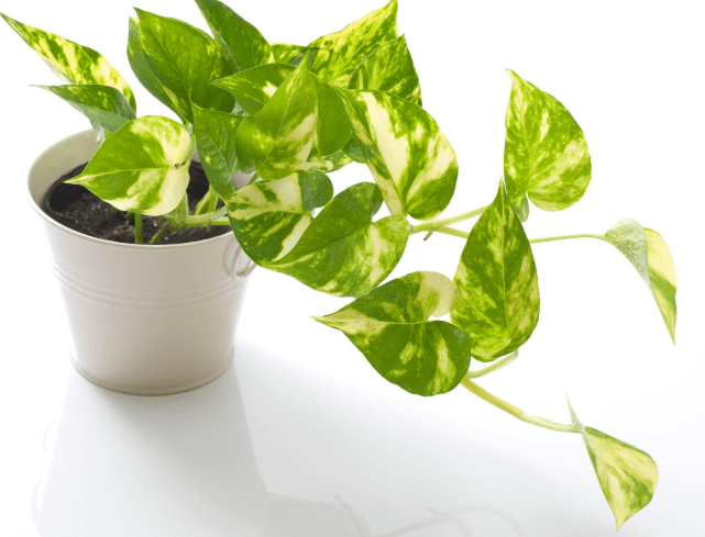 Golden Canary Pothos Gardenfrontier Golden Canary Pothos