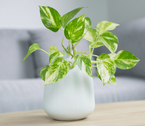 Golden Pothos Gardenfrontier Golden Pothos