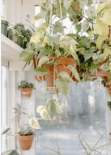 Harlequin Pothos Gardenfrontier Harlequin Pothos