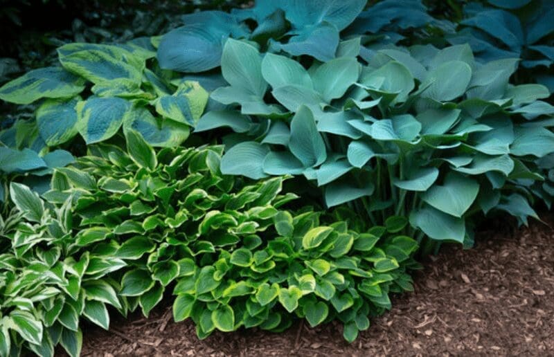 Hosta Plants Gardenfrontier Hosta Plants