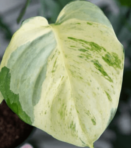 Manjula Pothos Gardenfrontier Manjula Pothos