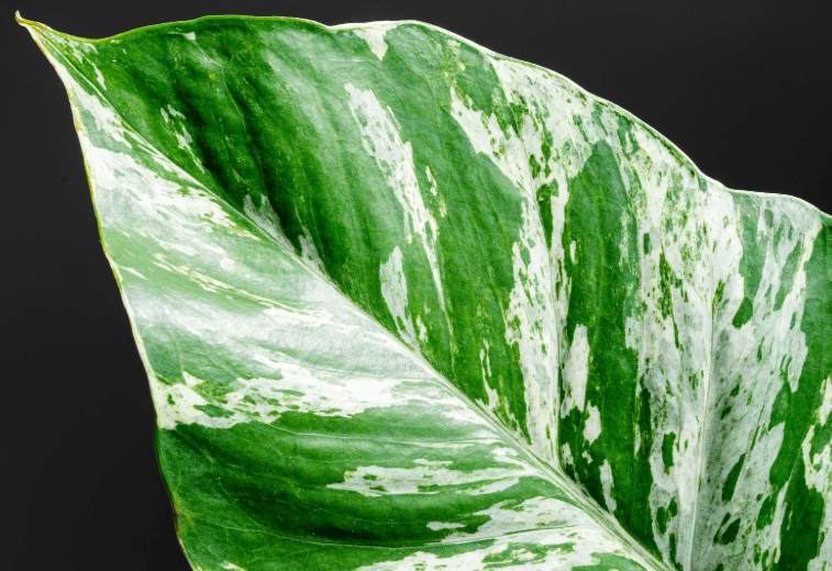 Marble Queen Pothos Gardenfrontier Marble Queen Pothos