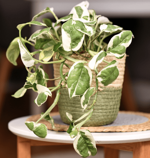 N Gardenfrontier'Joy Pothos N'Joy Pothos