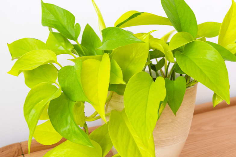 Neon Pothos Gardenfrontier Neon Pothos