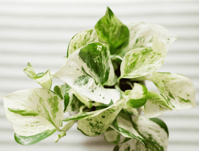 Pearls and Jade Pothos Gardenfrontier Pearls and Jade Pothos