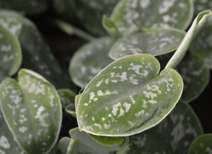 Satin Pothos Gardenfrontier Satin Pothos