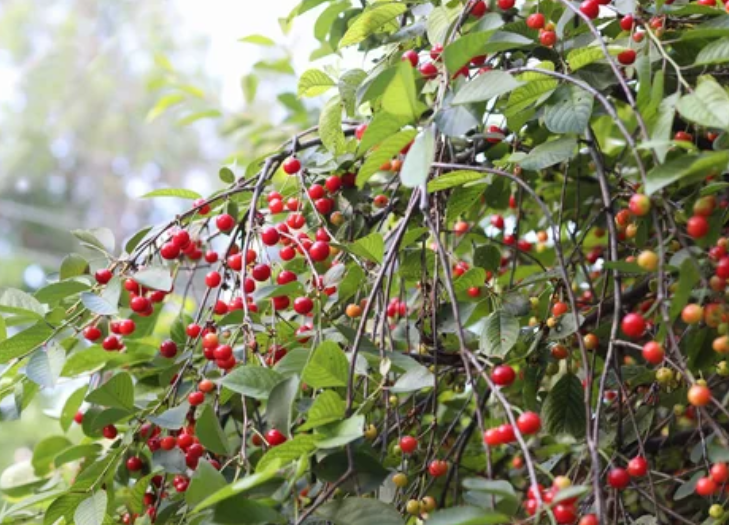 cherry bush Gardenfrontier cherry bush