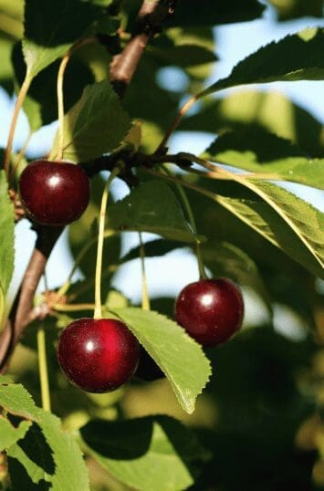 cupid cherry berry Gardenfrontier cupid cherry berry