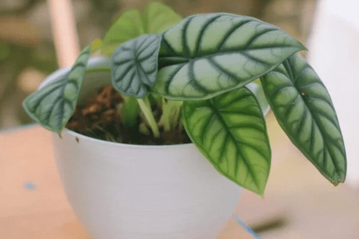 Alocasia Silver Dragon Gardenfrontier Alocasia Silver Dragon