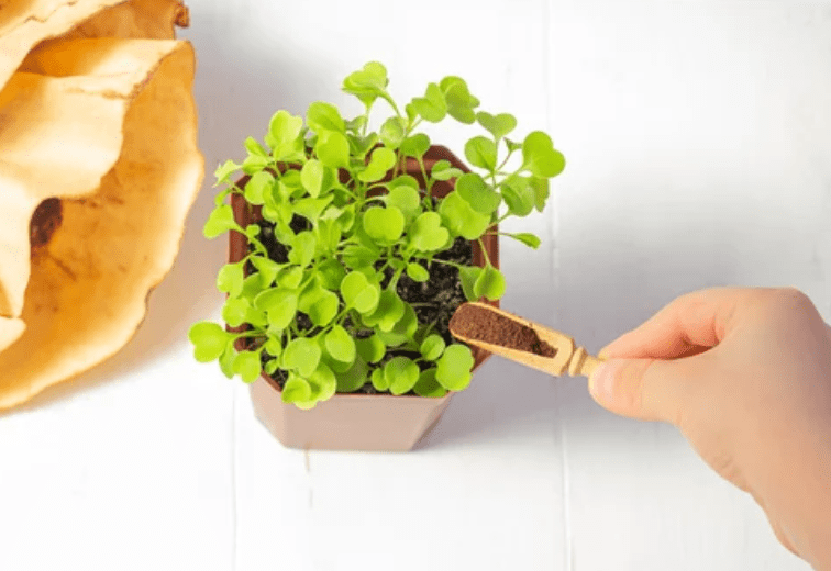 Free Coffee Grounds Gardenfrontier Free Coffee Grounds