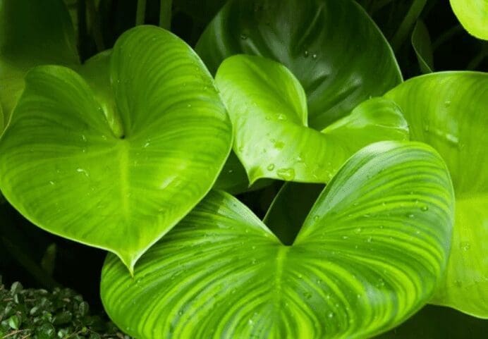 Heart Leaf Philodendron Gardenfrontier Heart Leaf Philodendron
