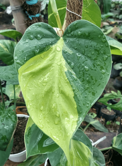 Heartleaf Philodendron Philodendron hederaceum Gardenfrontier Heartleaf Philodendron Philodendron hederaceum