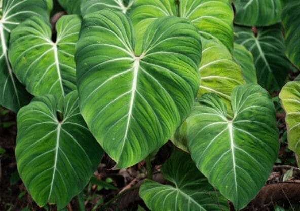 Velvet Philodendron Gardenfrontier Velvet Philodendron