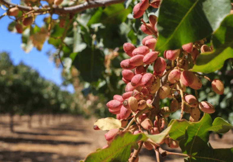 Growing Pistachio Trees Gardenfrontier Growing Pistachio Trees