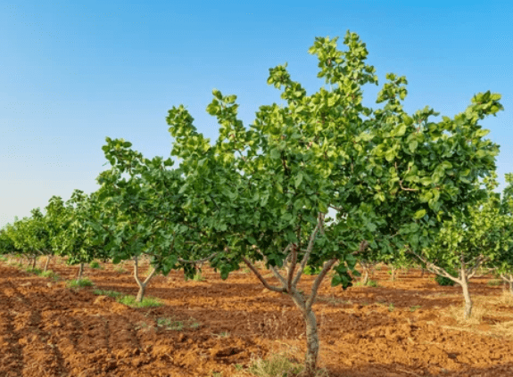 Pistachio Trees Gardenfrontier Pistachio Trees