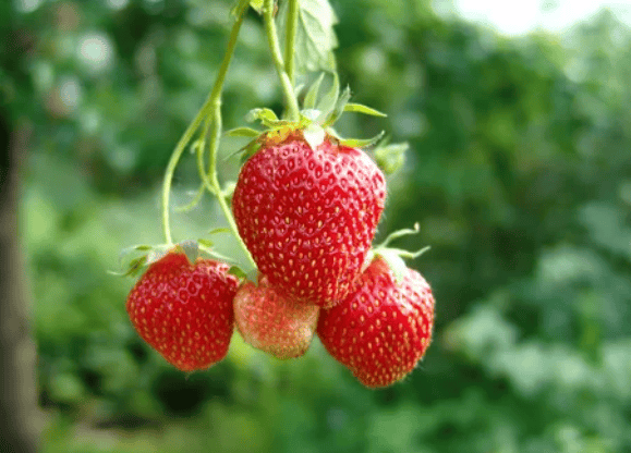Ripe Strawberries Gardenfrontier Ripe Strawberries
