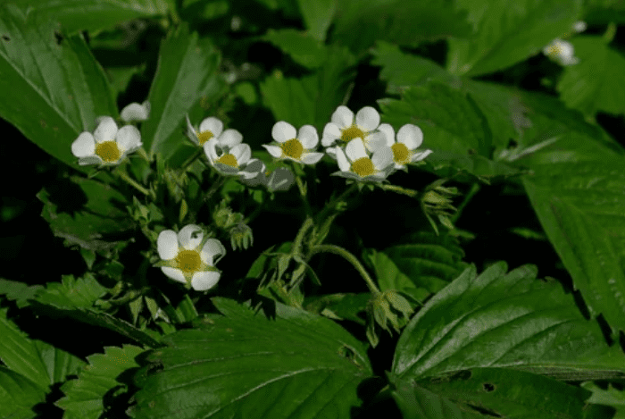 Strawberries Blossom Gardenfrontier Strawberries Blossom