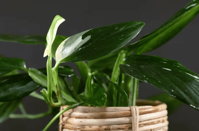 Monstera Standleyana Albo Variegata Gardenfrontier Monstera Standleyana Albo Variegata