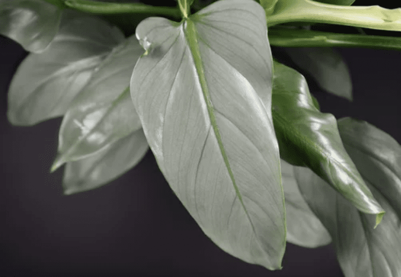 Philodendron hastatum Gardenfrontier Philodendron hastatum