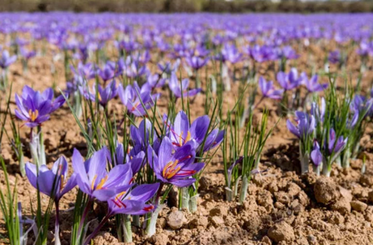 Saffron in field Gardenfrontier Saffron in field
