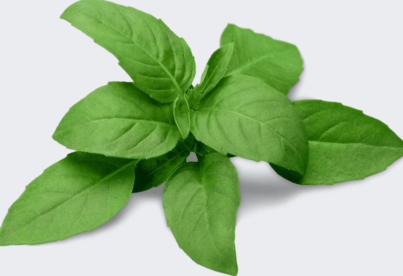 Basil Leaves Gardenfrontier Large fresh basil leaves