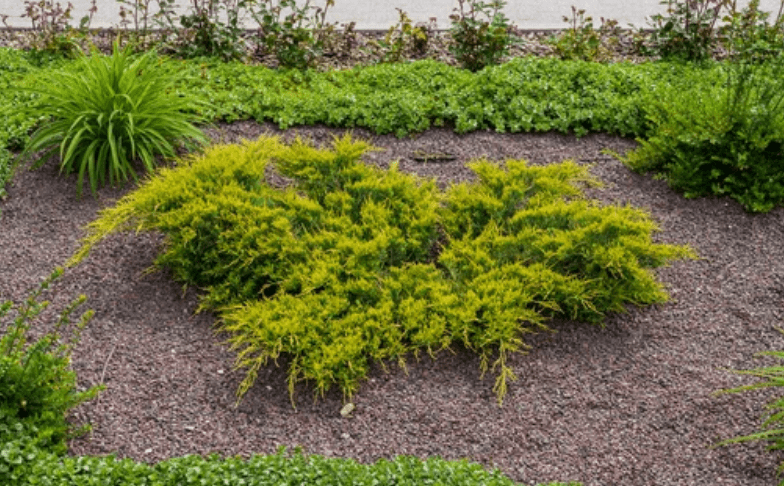 Cypress Mulch Gardenfrontier Cypress Mulch