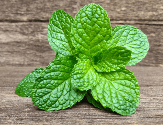 Mint Leaves Gardenfrontier Fresh bright green mint leaves on a wooden table