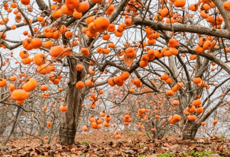 Persimmon Trees Gardenfrontier Persimmon Trees