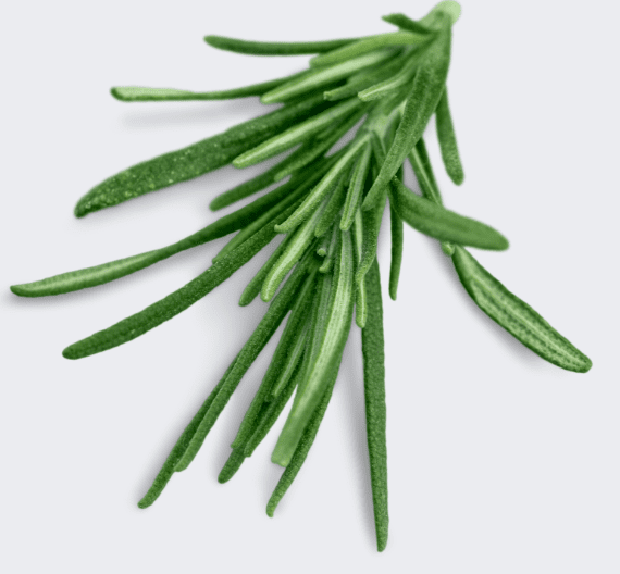 Rosemary Sprig Gardenfrontier A fresh sprig of rosemary