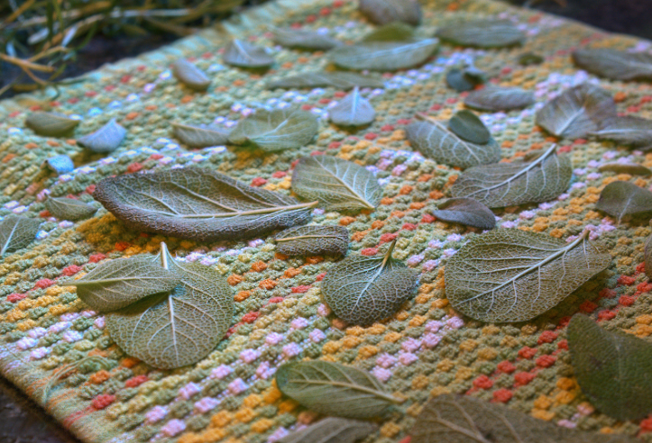 Sage Leaves Gardenfrontier Fuzzy grey green sage leaves