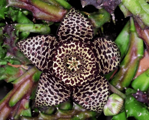 Stapelia close up Gardenfrontier Stapelia close up