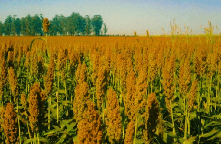 sorghum Gardenfrontier sorghum