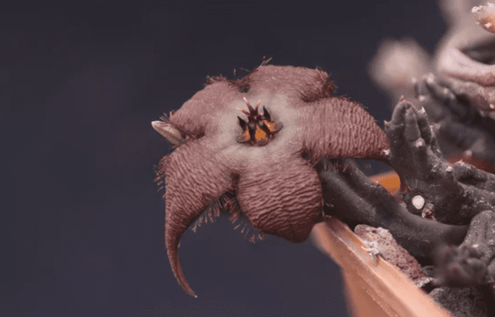 stapelia Gardenfrontier stapelia