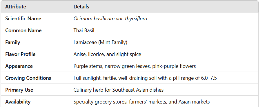 Key Characteristics of Thai Basil Gardenfrontier Key Characteristics of Thai Basil
