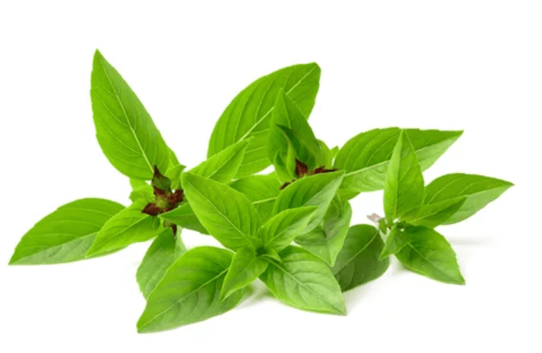 Thai Basil Gardenfrontier Thai Basil